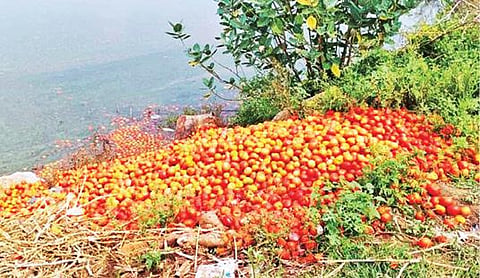 சூளகிரி அருகே ஒமேதப்பள்ளி கிராமத்தில் உள்ள ஏரியில் கொட்டப்பட்டுள்ள தக்காளி.