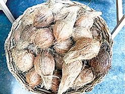 பாலி தீவில் கல்லூரி கட்டணமாக தேங்காய், கீரை கொடுக்கலாம்