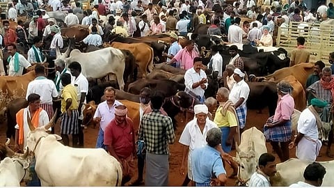 ஒட்டன்சத்திரம் மாட்டுச்சந்தையில் இரண்டு கோடி ரூபாய்க்கு மாடுகள் விற்பனை: கேரள வியாபாரிகள் வராததால் விற்பனை குறைந்தது