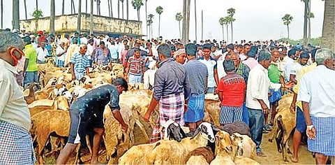 நாட்றாம்பள்ளி ஆட்டுச்சந்தையில் விற்பனைக்காக கொண்டு வரப்பட்ட ஆடுகள்.