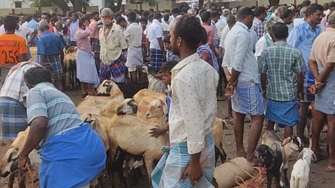 திருப்புவனத்தில் தீபாவளியையொட்டி களை கட்டிய ஆட்டுச் சந்தை: ரூ.5 கோடி வரை விற்பனை
