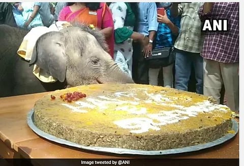 கேரளாவில் அரிசி, ராகியால் செய்யப்பட்ட கேக்கை வெட்டி முதலாம் பிறந்த நாளைக் கொண்டாடிய ஸ்ரீகுட்டி யானை