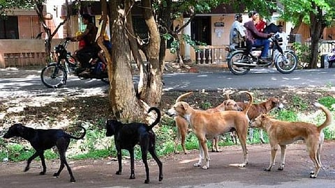 மதுரையில் ஆக்ரோஷமாக துரத்தும் தெரு நாய்கள்: வாகன ஓட்டிகள், நடைபயிற்சி செல்வோர் அச்சம்