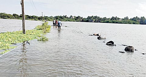 உய்யாலிகுப்பம் - ஐந்துகாணி இடையேயான சாலை பக்கிங்ஹாம் கால்வாய் வெள்ளத்தால் மூழ்கியுள்ளது.