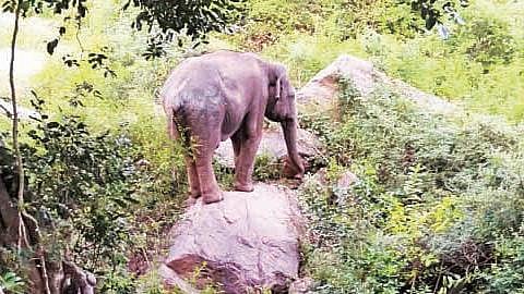 தருமபுரி மாவட்டம் பாலக்கோடு அருகே கிணற்றில் விழுந்து மீட்கப்பட்ட பின்னர் வனத்தில் விடுவிக்கப்பட்ட யானை.