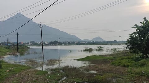 திருவண்ணாமலை அடுத்த வேங்கிக்கால் ஏரி.