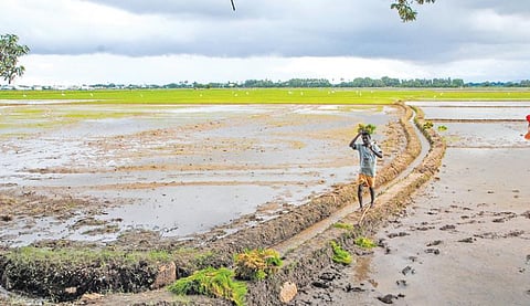 சமீபத்தில் பெய்த மழையால் திருநெல்வேலி டவுன் மலையாளமேடு பகுதியில் நிலங்கள் உழவு முடிந்து, நாற்று நடும் பணி மும்முரமாக தொடங்கியுள்ளது. மேகங்கள் சூழ்ந்திருக்க வயல்களின் நடுவே நாற்றுக்கட்டுகளை தலையில் சுமந்தவாறு நடவுப் பணிக்கு ஆயத்தமாகும் விவசாயி.படம்: மு.லெட்சுமி அருண்.