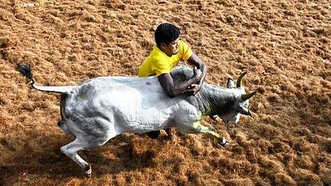 ஜல்லிக்கட்டுப் போட்டி நடக்குமா?- கரோனா முடிவுக்கு வராததால் தென் மாவட்ட மக்கள் கவலை