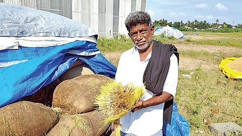 மழையில் நனைந்து நெல்மணிகள் முளைத்துள்ளதை காட்டும் விவசாயி.