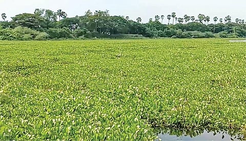 ஆகாயத்தாமரை அடர்ந்துள்ள பாகூர் ஏரி.