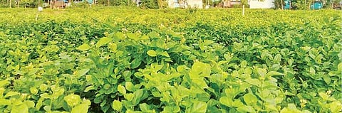 கிருஷ்ணகிரி அருகே நாட்டாண்மைக்கொட்டாய் கிராமத்தில் உள்ள மல்லிகை தோட்ட மொன்றில் குறைந்த அளவே பூக்கள் பூத்துள்ளன.					           படம்: எஸ்.கே.ரமேஷ்