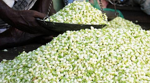 மீண்டும் வீழ்ந்த மதுரை மல்லிகை விலை; விவசாயிகள் கவலை