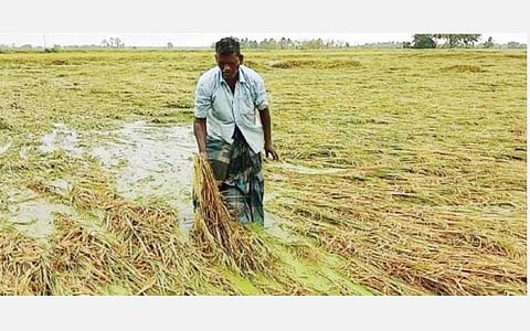 தஞ்சாவூர் மாவட்டம் மேலஉளூர் பகுதியில் கனமழையால் அறுவடைக்கு சில தினங்களே இருந்த சம்பா நெற்கதிர்கள் மழைநீரில் மூழ்கியதை எடுத்துக் காட்டுகிறார் ஒரு விவசாயி.