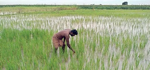 விடிய விடிய பெய்த மழையால் புதூர் அருகே அயன்வடமலாபுரம் கிராமத்தில்  நீரில் மூழ்கிய நெற்பயிர்கள்.