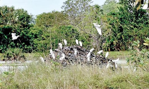 சென்னை மற்றும் புறநகர் பகுதிகளில் பெய்த தொடர் மழையால் பறவைகளின் சரணாலயமான வேடந்தாங்கல் ஏரி நிரம்பி வழிகிறது. இதனால் பறவைகள் அதிக அளவில் குவியத் தொடங்கியுள்ளன. படம்: எம்.முத்துகணேஷ்