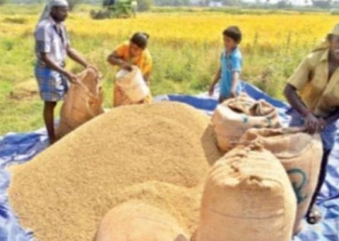 356.18 லட்சம் மெட்ரிக் டன்னுக்கும் அதிகமான நெல் கொள்முதல்: 20.41% அதிகரிப்பு