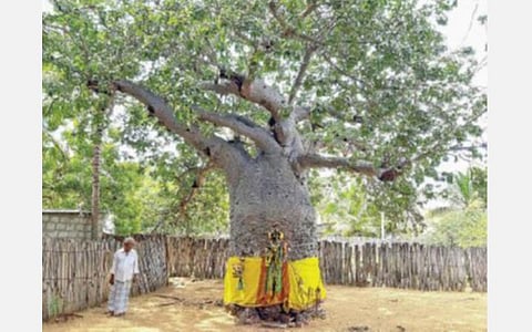 ஏர்வாடி ஏரான்துரையில்  உள்ள பொந்தன்புளி மரம்.