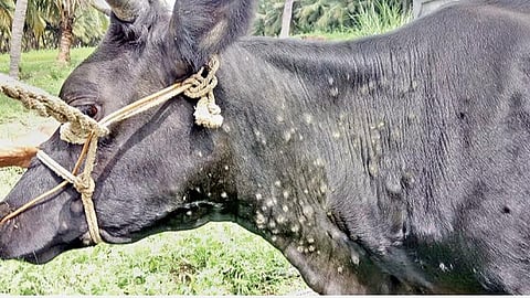 கறவை மாடுகளை தாக்கும் பெரியம்மை நோய்: திருப்பூர் மாவட்ட கால்நடை விவசாயிகள் கவலை