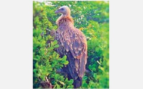 கோடியக்கரைக்கு வந்துள்ள இமயமலை கழுகு: வனவிலங்கு ஆர்வலர்கள் ஆய்வு
