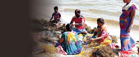 தமிழகக் கடற்கரைக்கு ஒரு நல்வரவு