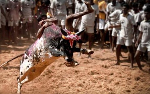 மதுரை அவனியாபுரத்தில் காளைகளுக்கு மும்முரமாக பயிற்சி வழங்கும் உரிமையாளர்கள்: ஜல்லிக்கட்டு ஏற்பாடுகளை தொடங்க அரசிடம் அனுமதி கேட்கும் விழாக் கமிட்டிகள்
