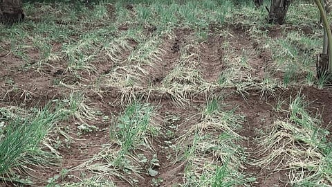 சிங்கம்புணரி அருகே ஒடுவன்பட்டியில் தொடர் மழையால் அழுகிய வெங்காயம்.