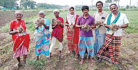 பெரம்பலூர் மாவட்டம் நாட்டார்மங்கலம் கிராமத்தில் அண்மையில் பெய்த தொடர் மழையால் வேரழுகல் நோயால் பாதிக்கப்பட்ட வெங்காயப் பயிர்களுடன் விவசாயிகள்.