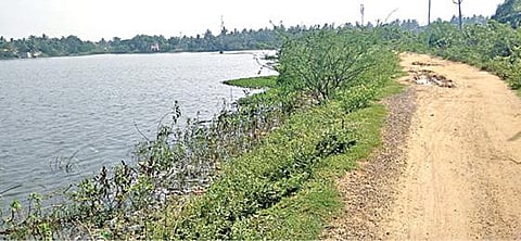 விளிஞ்சியம்பாக்கம்  ஏரியின் கரைகள் சீரமைக்கப்படாததால், புதர் மண்டி காட்சி அளிக்கிறது.