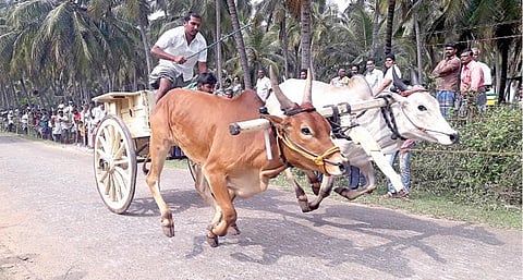 கோவை மாவட்டம் பொள்ளாச்சி அருகேயுள்ள பொன்னாச்சியூரில் நேற்று நடைபெற்ற ரேக்ளா பந்தயத்தில் இலக்கை நோக்கி சீறிப்  பாய்ந்த காளைகள். படம்: எஸ்.கோபு