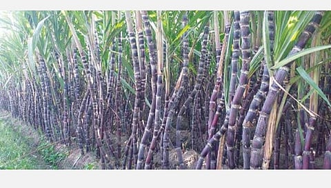 கொள்முதலுக்கு வியாபாரிகள் வரவில்லை: தோட்டத்திலேயே சில்லறை விற்பனை; கரும்பு விவசாயிகள் தொடங்கினர்