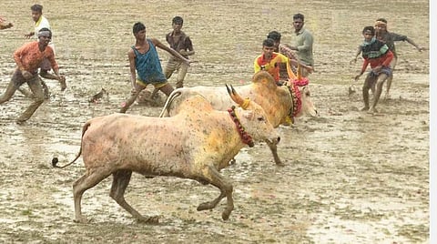 சிங்கம்புணரி அருகே எம்.சூரக்குடியில் மஞ்சுவிரட்டில் சீறிப்பாய்ந்த காளை.