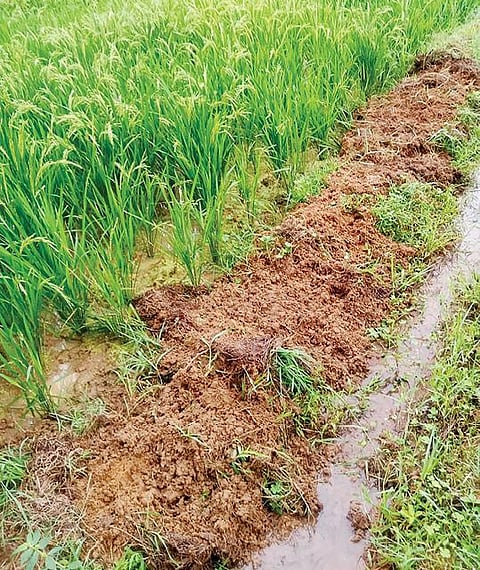 திருக்குறுங்குடி பகுதியில் இரவு நேரங்களில்  கூட்டமாக வயல்களுக்குள் புகும் காட்டுப்பன்றிகளால் சேதமடைந்த நெற்பயிர்கள். ﻿﻿﻿﻿