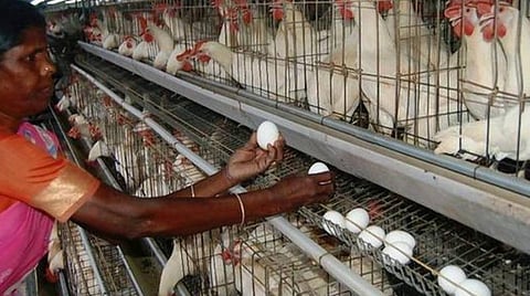 பல மாநிலங்களில் பறவைக் காய்ச்சல் எதிரொலி; முட்டை விலை 2 தினங்களில் 50 காசுகள் சரிவு: வட மாநிலங்களுக்கு அனுப்புவதில் சிக்கல் ஏற்பட்டுள்ளதால் பண்ணையாளர்கள் கவலை 