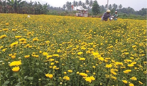 அழுத்தமான மனநிலையையும் சட்டென்று மாற்றிவிடும் தன்மை பூந்தோட்டங்களுக்கு உண்டு. ஆன்மிகம், அழகு, விழா போன்ற பயன்பாடுகளைக் கடந்து பார்ப்பவர்களை மெய்மறக்கச் செய்கிறதே இந்த செவ்வந்திப் பூக்கள்...! (இடம்: தேனி மாவட்டம் உப்புக்கோட்டை) படம்: என்.கணேஷ்ராஜ்.
