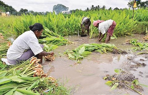 பொங்கல் பண்டிகை விற்பனைக்காக  திருநெல்வேலி டவுன் பாறையடி பகுதி வயல்களில் பயிரிடப்பட்டுள்ள மஞ்சளை அறுவடை செய்யும் விவசாயிகள். படம்: மு.லெட்சுமி  அருண்