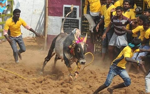 ஜன.16-ல் புகழ்பெற்ற சிராவயல் மஞ்சுவிரட்டு: பாதுகாப்பு ஏற்பாடுகளுடன் தயாராகும் திடல்