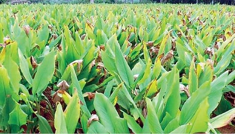 கிருஷ்ணகிரி பகுதியில் பயிரிடப்பட்டுள்ள மஞ்சள்செடிகள், பொங்கலுக்காக அறுவடை செய்ய தயாராக உள்ளது.
