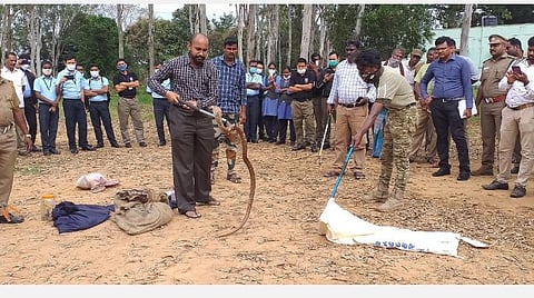 ஓசூர் வனக்கோட்டத்தில் நடைபெற்ற பாம்பு பிடித்தல் பயிற்சி முகாமில்  பாதுகாப்புடன் பாம்புகளைப் பிடிப்பது குறித்துச் செயல் விளக்கத்துடன் பயிற்சி அளித்த சென்னை பாம்புப் பண்ணை நிபணர் கணேசன். உடன் மாவட்ட வன அலுவலர் பிரபு மற்றும் பலர்.| படங்கள் - ஜோதி ரவிசுகுமார்.