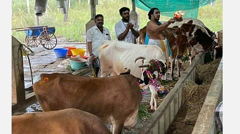 கந்தன்குடி உமா பசுபதீஸ்வர் கோயில் கோசாலையில் பசுக்களுக்கு தீபாராதனை காட்டப்பட்டது.