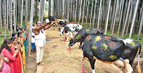 மாட்டுப்பொங்கலையொட்டி சேலம் கன்னங்குறிச்சி அருகே உள்ள புதுஏரி பகுதியில் நேற்று  மாடுகளை அலங்கரித்து உற்சாகத்துடன் கொண்டாடிய மக்கள்.