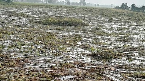 புதுக்கோட்டையில் 1 லட்சம் ஏக்கர் பயிர்கள் சேதம்; கணக்கெடுப்பு: விவசாயிகள் அதிருப்தி