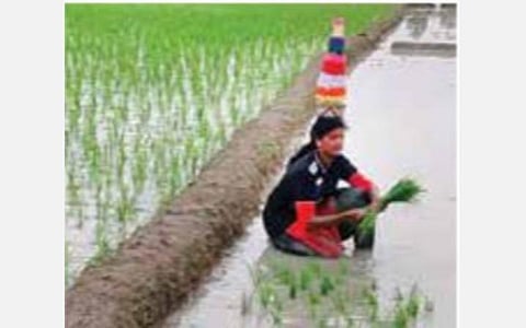 விவசாயத்தைக் காக்க வலியுறுத்தி வயலில் கரகாட்டம் ஆடியபடி  நாற்று நடும் மாணவி கிருஷ்ணவேணி.