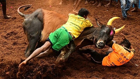 அவனியாபுரம் ஜல்லிக்கட்டுப் போட்டியில் வென்ற சிறந்த வீரர்களுக்கும், சிறந்த காளைகளுக்கும் முதல்வர், துணை முதல்வர் பரிசுகளை வழங்கினர்