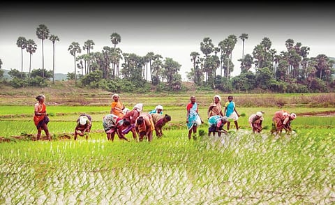 பெண் உழவர்களைப் புறக்கணிக்காதீர்