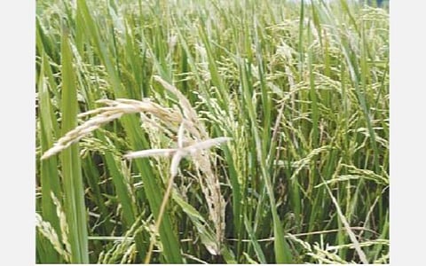 காரைக்குடி அருகே தென்கரை பகுதியில் கதிர் நாவாய் பூச்சித் தாக்குதலால் பாதிக்கப்பட்ட நெற்பயிர்.
