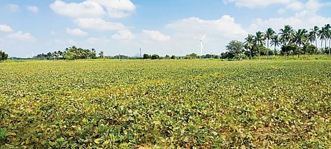 ஊத்துமலை அருகே மழையால் பாதிக்கப்பட்ட உளுந்து பயிர்கள்.(வலது)  மழையில் நனைந்ததால் முளை விட்டுள்ள உளுந்து பயிர்கள்.
