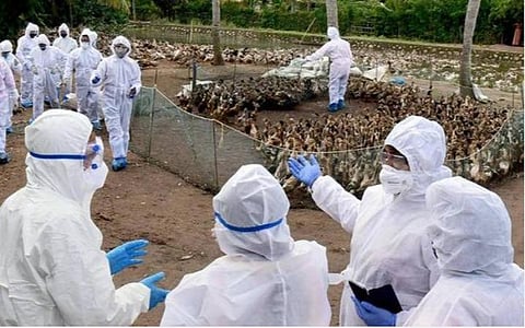 பறவைக் காய்ச்சல்; மகாராஷ்டிராவில் மத்திய குழு ஆய்வு