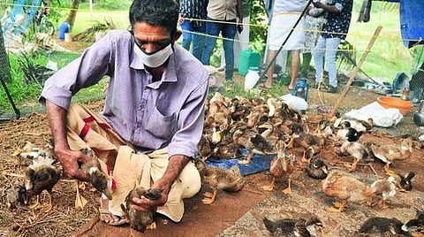 பறவைக் காய்ச்சல்; தடுப்பு நடவடிக்கைகள் தீவிரம்