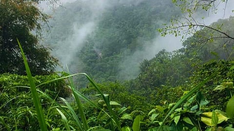குமரி வனப்பகுதியில் இருந்து 3 கி.மீ தூரத்தை பாதுகாக்கப்பட்ட பகுதியாக அறிவித்ததை ரத்து செய்யக்கோரி வழக்கு: மத்திய, மாநில அரசுகள் பதிலளிக்க உத்தரவு