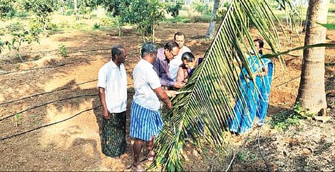 தென்னை மரங்களில் சுருள் வெள்ளை ஈக்களின் தாக்குதலை ஆய்வு செய்யும் வேளாண் இணை இயக்குநர் ராஜசேகர் தலைமையிலான குழுவினர்.